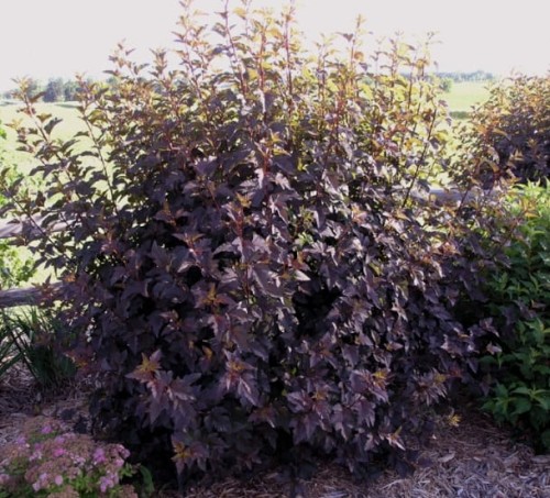 image_2789.jpeg