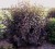 image_2789.jpeg