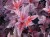 Physocarpus opulif Schuch.jpg