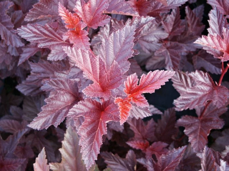 Physocarpus opulif Schuch.jpg