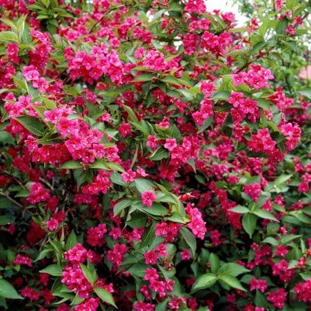 Krzewuszka-Cudowna-Bristol-Ruby.jpg