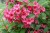 pol_pl_Krzewuszka-Cudowna-Bristol-Ruby-Weigela-6254_1.jpg