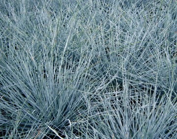 festuca-cinerea-eisvogel-.jpg