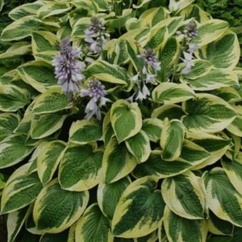 funkia-brim-cup-hosta-brim-cup.jpg