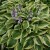 funkia-brim-cup-hosta-brim-cup.jpg
