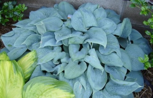 Fragrant-Blue-Hosta-4.jpg