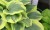 liberty bgardens5-650x400.jpg