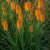 trytoma-mango-popsicle-kniphofia.jpg