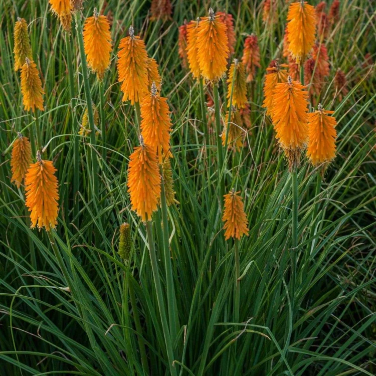 trytoma-mango-popsicle-kniphofia.jpg