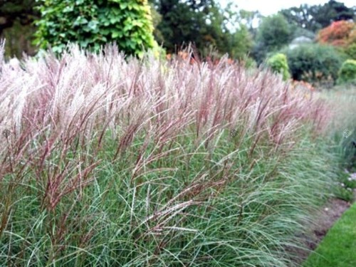 pol_pl_Miskant-chinski-Kleine-Fontane-Miscanthus-sinensis-10663_1.jpg