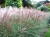pol_pl_Miskant-chinski-Kleine-Fontane-Miscanthus-sinensis-10663_1.jpg