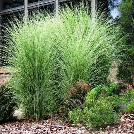 miscanthus-morning-light-miskant-morning-light.jpg