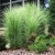 miscanthus-morning-light-miskant-morning-light.jpg