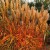 miskant-chinski-sioux-miscanthus-sinensis.jpg