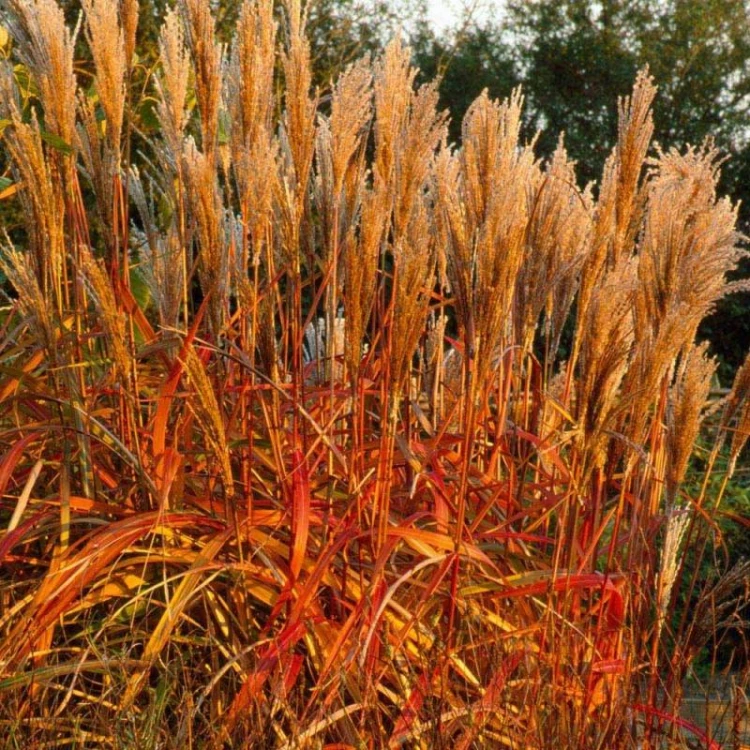 miskant-chinski-sioux-miscanthus-sinensis.jpg