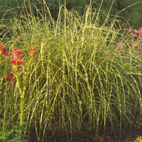 MISCANTHUS_LITTLE_ZEBRA_DWARF_ZEBRA_GRASS_WG_MISLZ_01.jpg