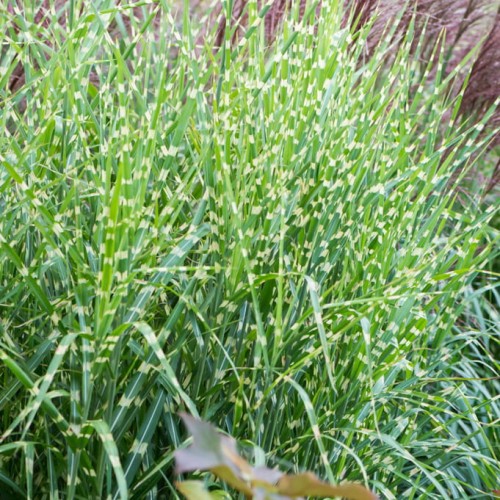 miscanthus-sinensis-zebrinus-strictus-11.jpg