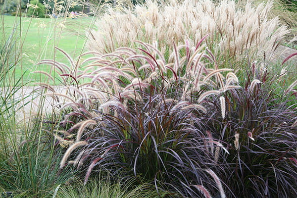 rozplenica-szczecinkowata-Rubrum1.jpg