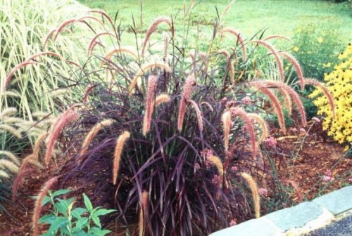 stylowi_pl_ogrod_rozplenica-szczecinkowata-andaposrubrumandapos-pen_50860656.jpg