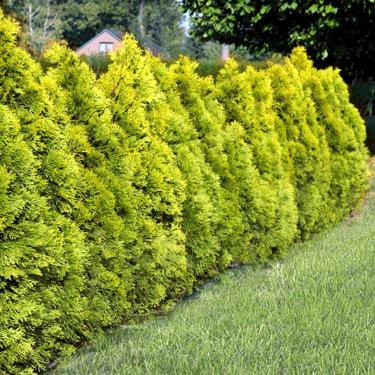 Thuja-GOLDEN-BRABANT-w-donicy.jpg