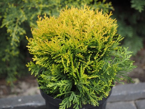 Thuja-occidentalis-Dawid-1.jpg