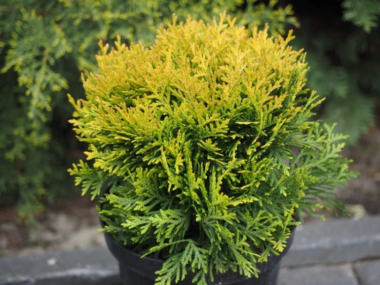 Thuja-occidentalis-Dawid-1.jpg