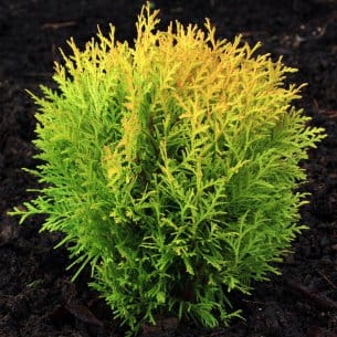 tuja-thuja-amber-glow-20cm-doniczka.jpg
