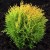 tuja-thuja-amber-glow-20cm-doniczka.jpg