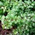 Berberis thunbergii _Kelleriis_-500x500.jpg