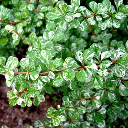 Berberis thunbergii _Kelleriis_-500x500.jpg