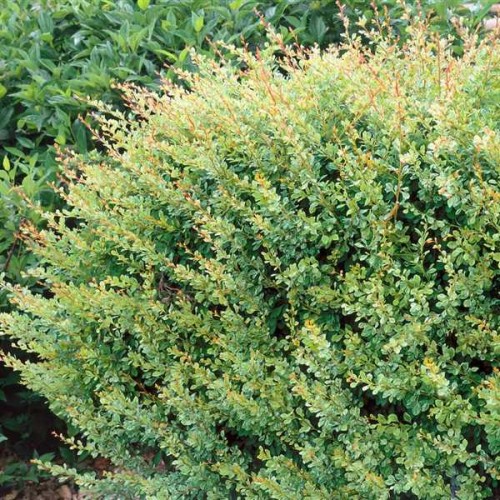Berberis-thunbergii-Kelleriis-600x600-proportionalsmallest.jpg