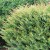 Berberis-thunbergii-Kelleriis-600x600-proportionalsmallest.jpg