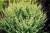 pol_pl_Berberys-Thunberga-Kelleris-Berberis-thunbergii-8317_1.jpg