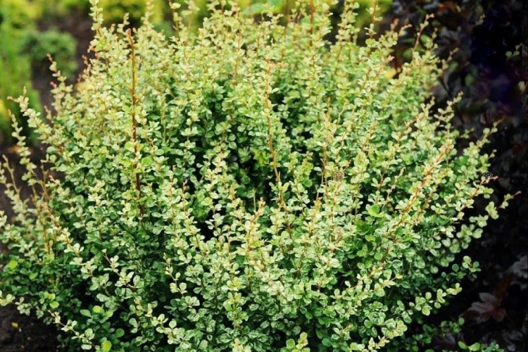 pol_pl_Berberys-Thunberga-Kelleris-Berberis-thunbergii-8317_1.jpg