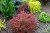 berberys-thunberga-red-carpet-swierk-pospolity-nidiformis-berberys-thunberga-golden-ring-berberys-thunberga-erecta-tawula-japonska-golden-princess_62442.jpg