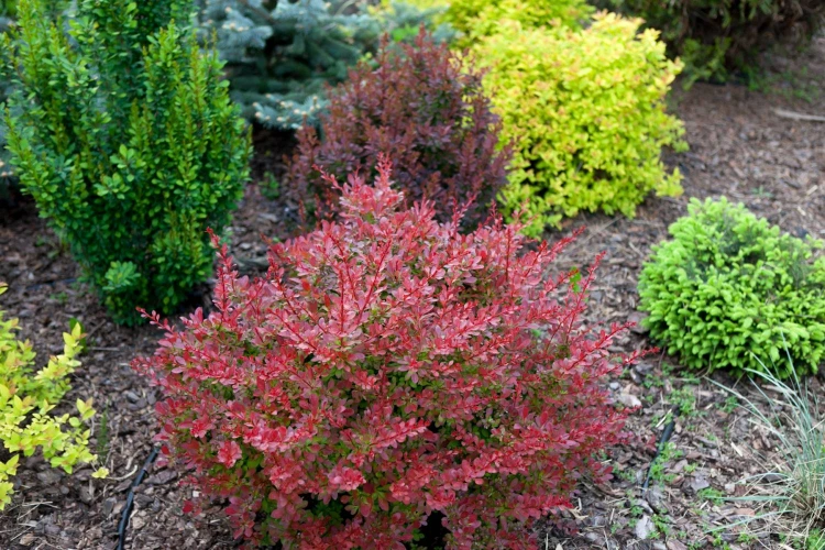 berberys-thunberga-red-carpet-swierk-pospolity-nidiformis-berberys-thunberga-golden-ring-berberys-thunberga-erecta-tawula-japonska-golden-princess_62442.jpg