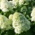 Hydrangea-Limelight-600x600.jpg