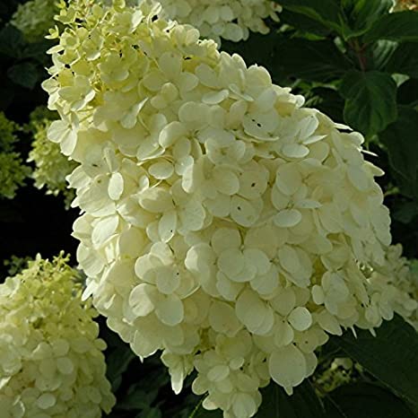 519nrVI3uzL._AC_SX466_.jpg