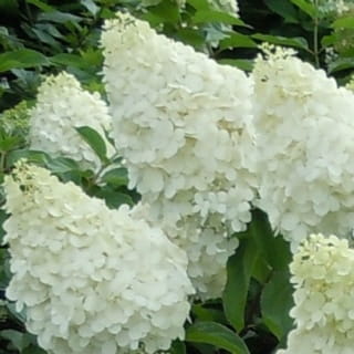 hydrangea-paniculata-polar-bear.jpeg
