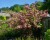deutzia-strawberry-fields-3Main.jpg