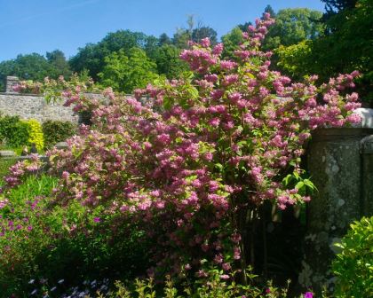 deutzia-strawberry-fields-3Main.jpg