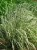 Calamagrostis-acutiflora-Overdam.jpg