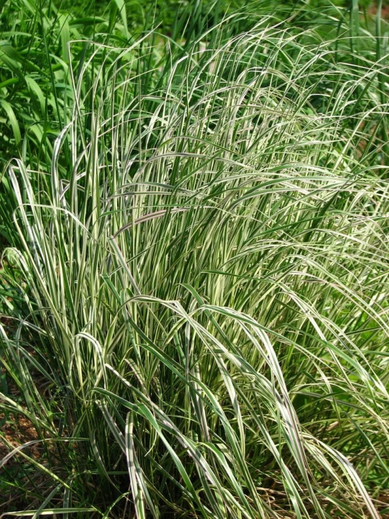 Calamagrostis-acutiflora-Overdam.jpg