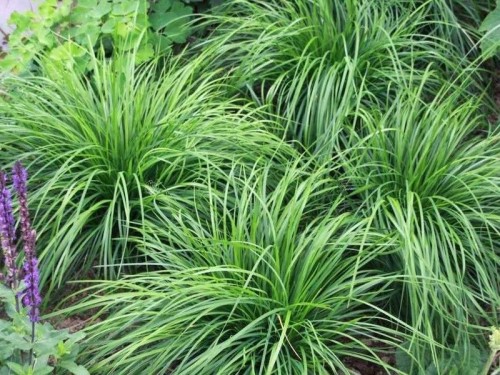 pol_pl_Turzyca-wiosenna-The-Beatles-Carex-caryophyllea-11624_1 (1).jpg