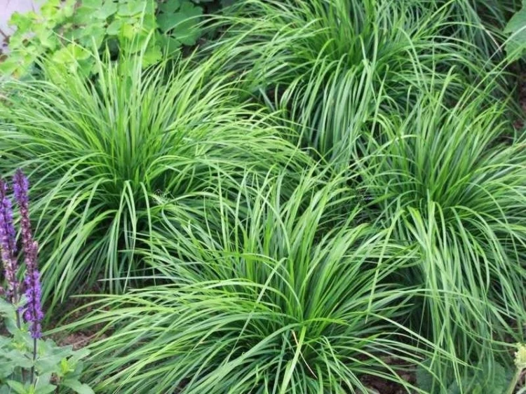 pol_pl_Turzyca-wiosenna-The-Beatles-Carex-caryophyllea-11624_1 (1).jpg