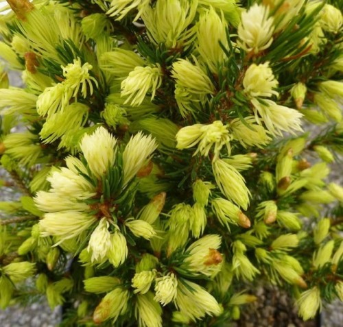 Picea-glauca-Swierk-bialy-Daisys-White_[212113]_1200.jpg