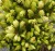 Picea-glauca-Swierk-bialy-Daisys-White_[212113]_1200.jpg