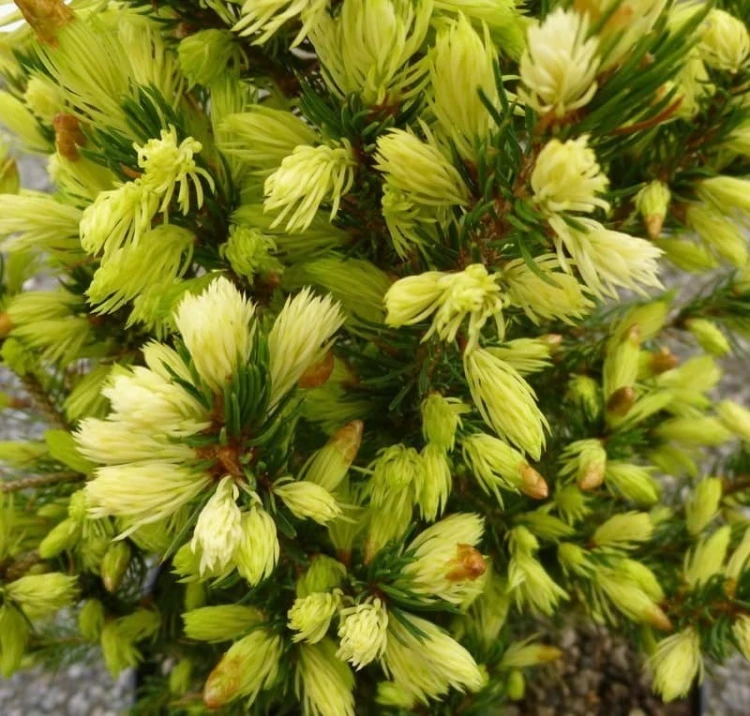 Picea-glauca-Swierk-bialy-Daisys-White_[212113]_1200.jpg