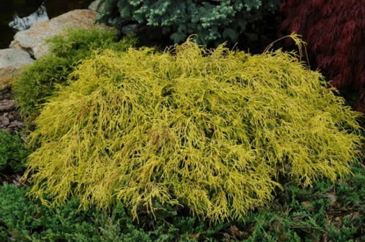 11399837-cyprysik-groszkowy-chamaecyparis-pisifera-sungold.jpeg