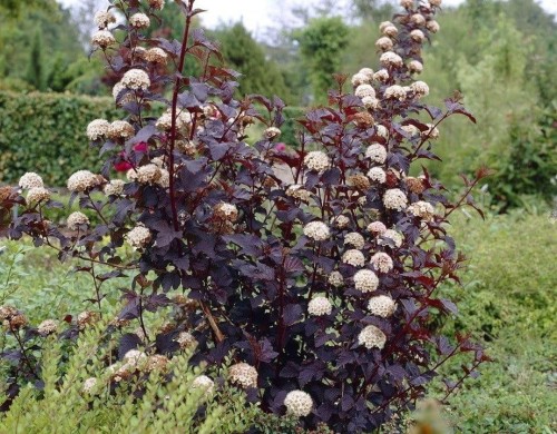 pol_pl_Pecherznica-kalinolistna-Diabolo-Physocarpus-opulifolius-5258_1.jpg